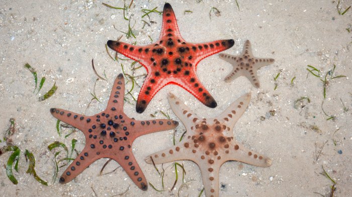 Do starfish have an exoskeleton