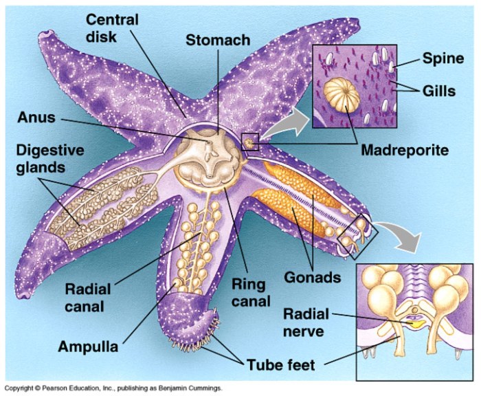 Starfish animals arms oceans worldatlas species