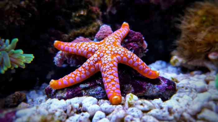 Do starfish have an exoskeleton