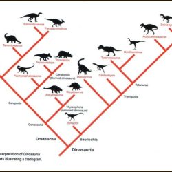 Dinosaur cladogram analysis answer key