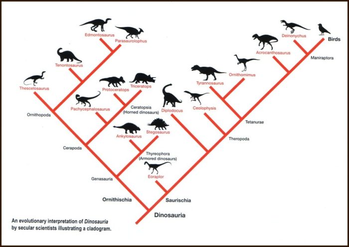 Dinosaur cladogram analysis answer key