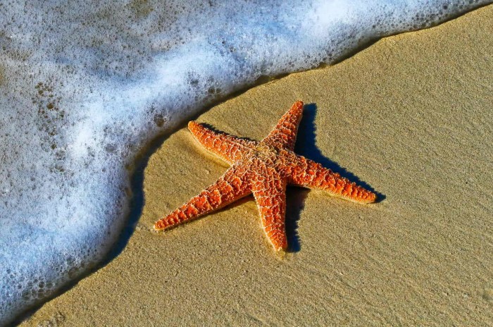 Starfish facts sea stars orange sand close surprising