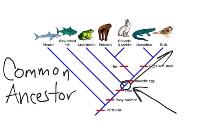 Dinosaur cladogram analysis answer key