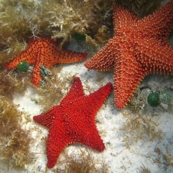 Zoroaster star starfish spines sea marine noaa logs ecologically invertebrates important exploring discovering remote pacific deep sharp okeanos oceanexplorer explorations