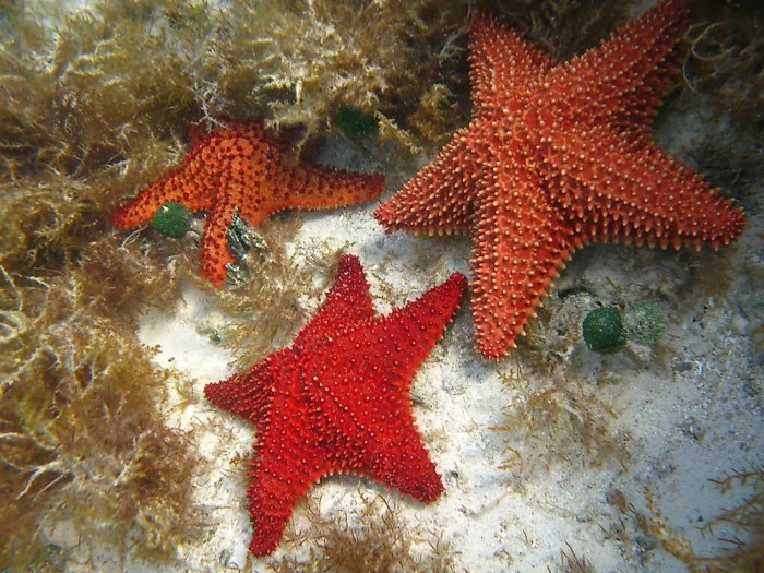 Zoroaster star starfish spines sea marine noaa logs ecologically invertebrates important exploring discovering remote pacific deep sharp okeanos oceanexplorer explorations