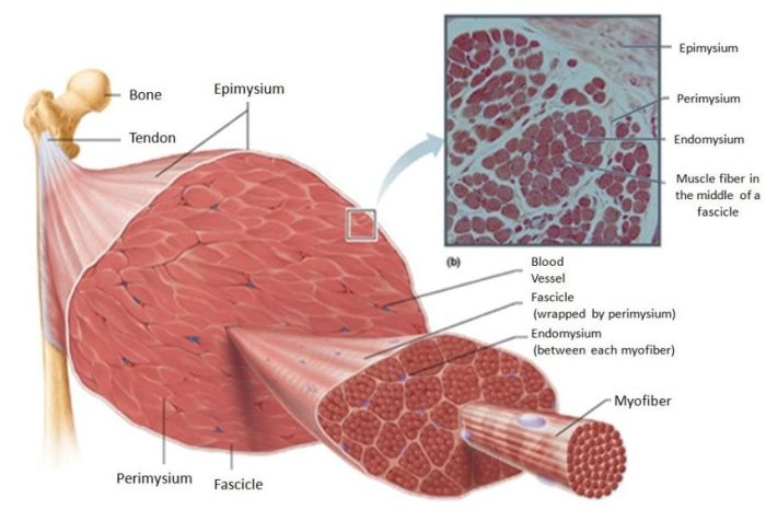 Microscopic anatomy and organization of skeletal muscle exercise 11