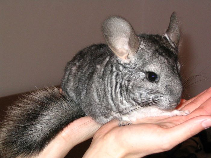 How many chinchillas does it take to make a coat