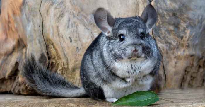 Chinchilla