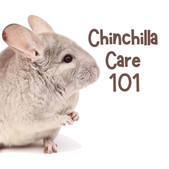 How many chinchillas does it take to make a coat