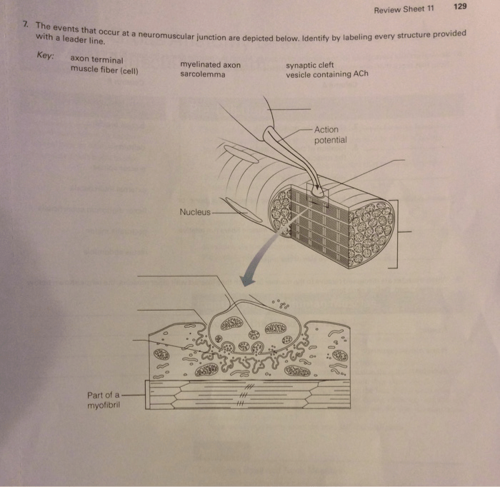 Microscopic anatomy and organization of skeletal muscle exercise 11