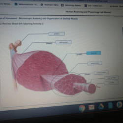 Microscopic anatomy and organization of skeletal muscle exercise 11