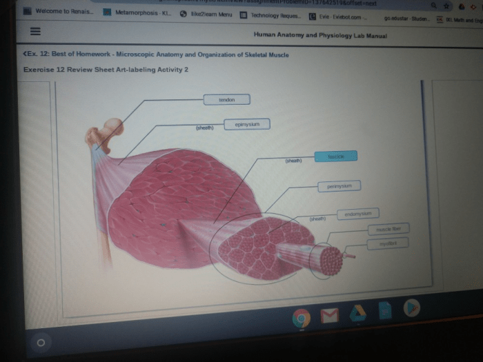 Microscopic anatomy and organization of skeletal muscle exercise 11