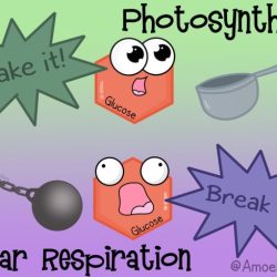 Amoeba sisters video recap photosynthesis and cellular respiration answers