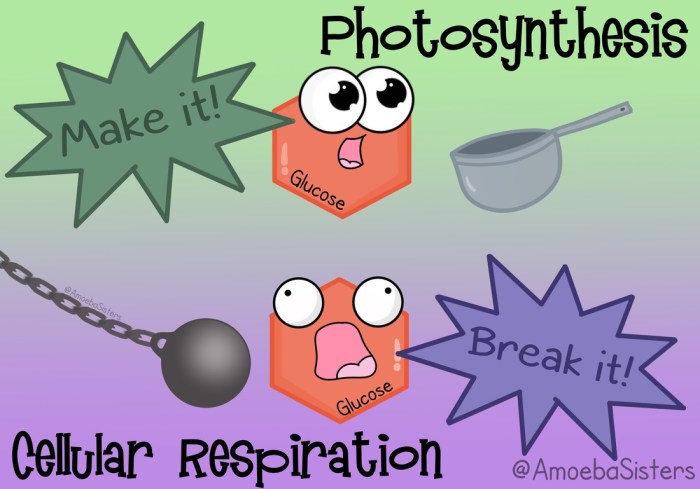 Amoeba sisters video recap photosynthesis and cellular respiration answers