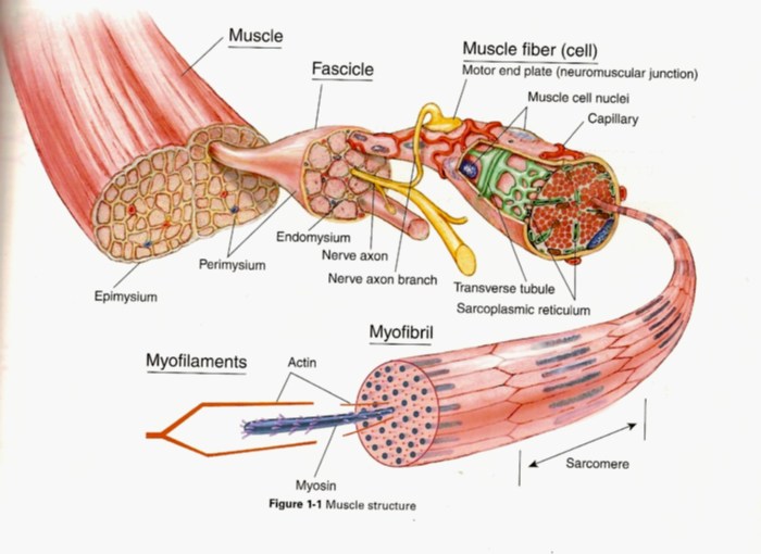 Microscopic anatomy and organization of skeletal muscle exercise 11